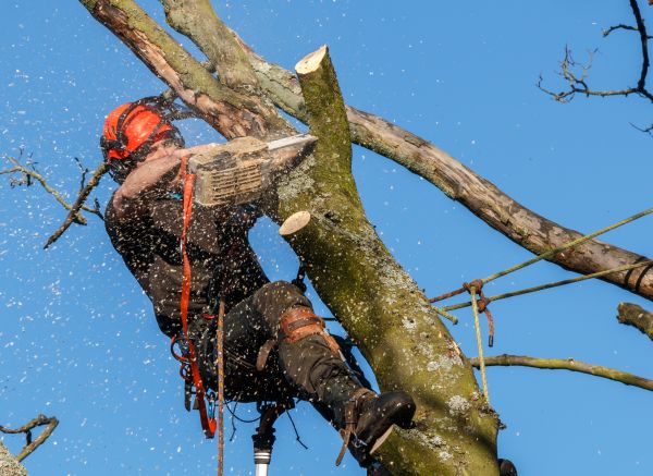 Cost of Tree Trimming Service in Lawrence