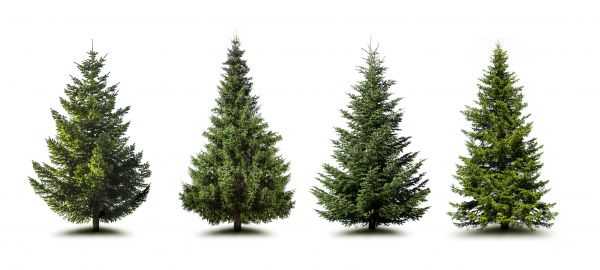 Cost of Pine Tree Trimming in Lawrence
