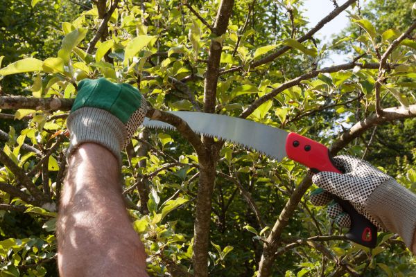 Cost of Apple Tree Trimming in Lawrence