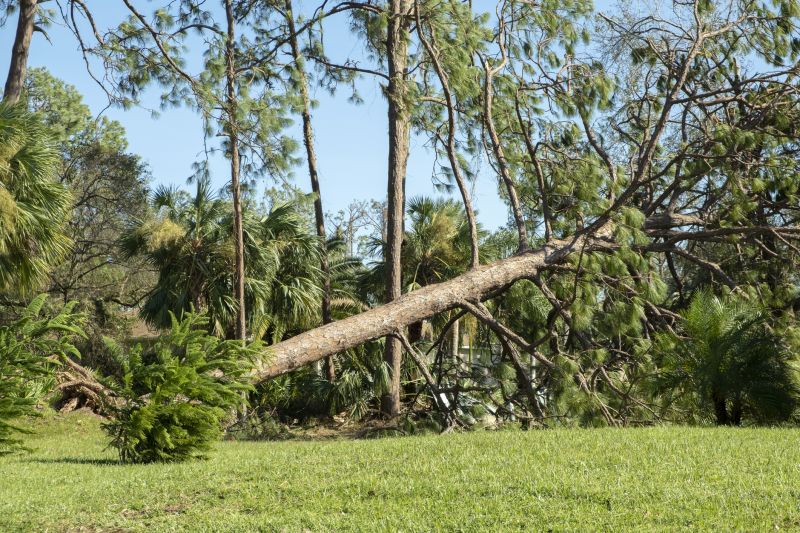 Uprooted Tree in Garden