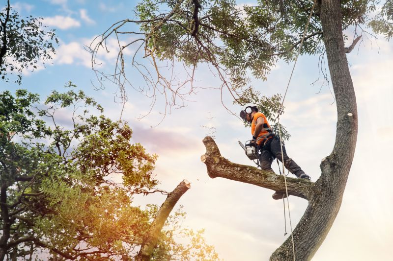Arborist Performing Pruning