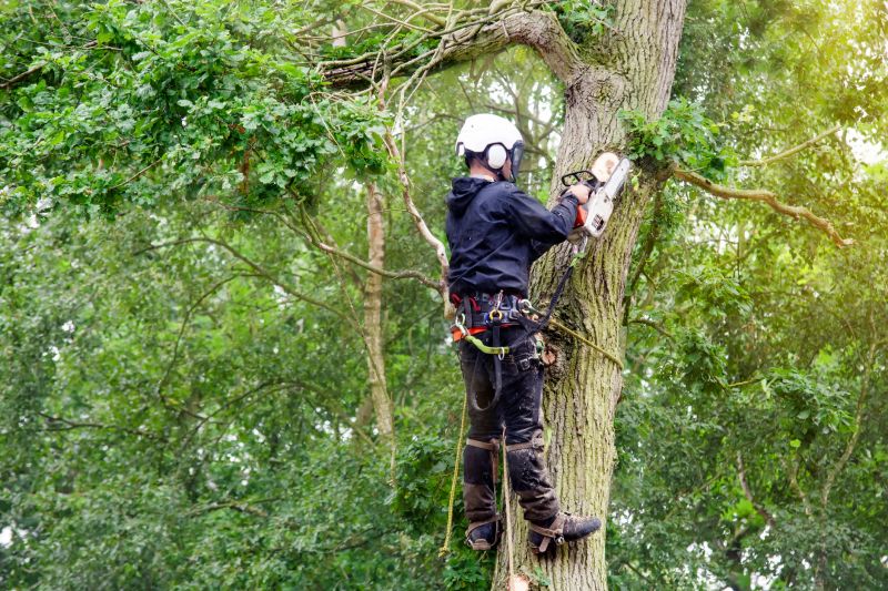 Climbing Tree Care